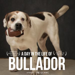 Meet Our New Illinois And Iowa Pet Of The Week... Bullador!