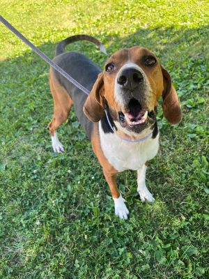 Meet Our Illinois And Iowa Pet Of The Week... Sally!