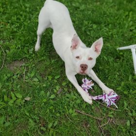 Meet Our Illinois And Iowa Pet Of The Week... Avie!