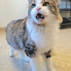 The New Illinois And Iowa Pet Of The Week Is...