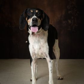 This Week's Illinois And Iowa Pet Of The Week Is... Atticus!