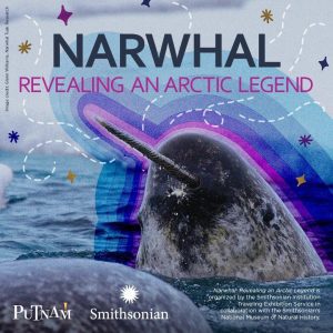 Now Playing at the Putnam: Narwhals: Revealing an Arctic Legend