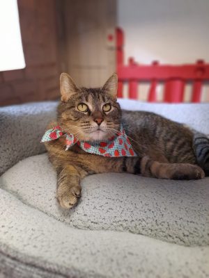 Meet Eggroll, The Illinois And Iowa Pet of the Week!