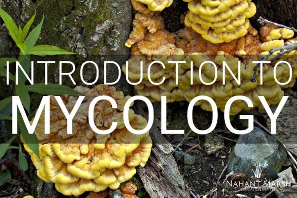 Enjoy a Mycology Class at Nahant Marsh Today