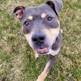 Meet Liv, The Illinois And Iowa Pet Of The Week