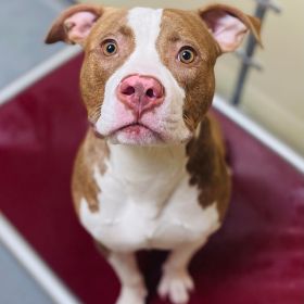 Here's The Illinois And Iowa Pet Of The Week... Albie!