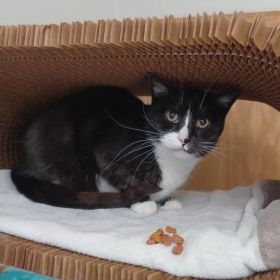 Meet Dottie, The Illinois And Iowa Pet Of The Week