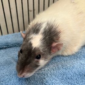 Meet Ratman, The Iowa And Illinois Pet Of The Week!