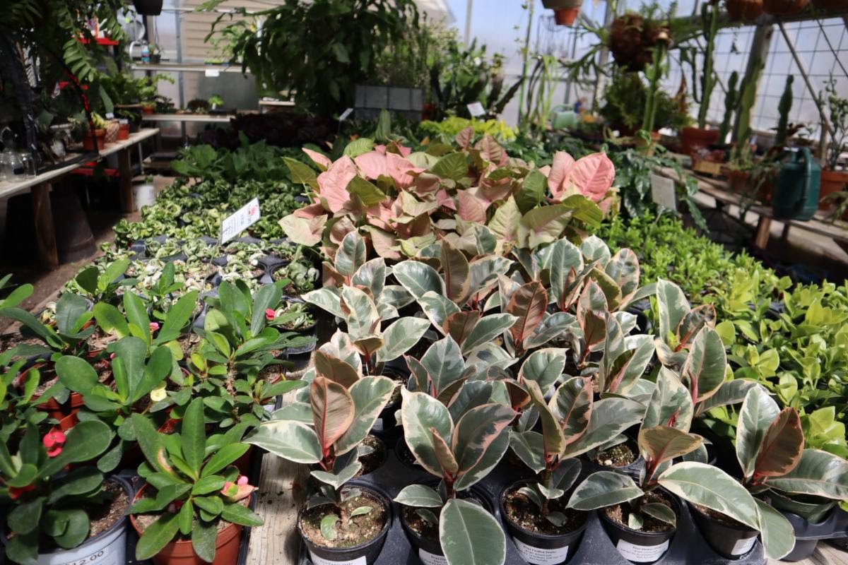 Quad City Botanical Center Hosting Houseplant Sale Quad Cities