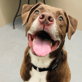 The Illinois And Iowa Pet Of The Week Is Bear!