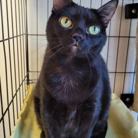 Meet Winifred The Cat, The Illinois And Iowa Pet Of The Week!
