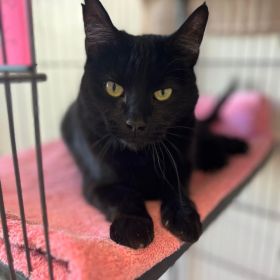 Check Out The Illinois And Iowa Pet Of The Week... Salem!