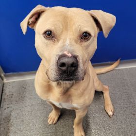 Meet Bruno, The Illinois And Iowa Pet Of The Week!