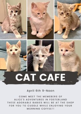 Cat Cafe Returns to Java Java April 6