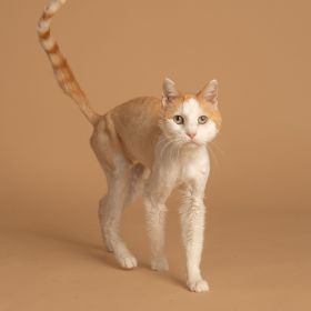 Tony Cat Is Our Grrrrrreat Illinois And Iowa Pet Of The Week