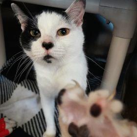 Meet Khoga, The Illinois And Iowa Pet Of The Week!