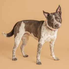 Meet Marina, The Illinois And Iowa Pet Of The Week