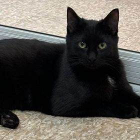 Meet Malachi The Cat, The Illinois And Iowa Pet Of The Week