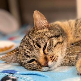 Help Dogs And Cats In Need In Illinois And Iowa This Holiday Season