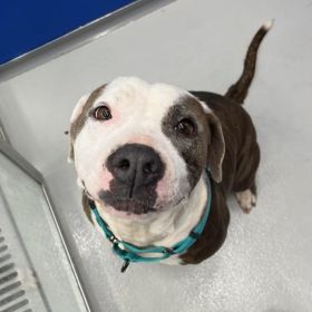 Tips To Keep Your Pets Safe This Thanksgiving