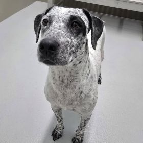 Get Lucky With Special Deals On Animal Adoption In Illinois