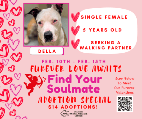 Quad City Animal Welfare's Furever Love Awaits Adoption Special This Week