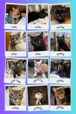 These Iowa And Illinois Pets Of The Week Are The Cats' Meow