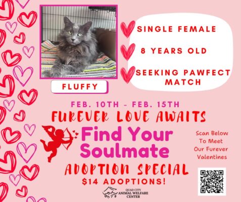 Quad City Animal Welfare's Furever Love Awaits Adoption Special This Week