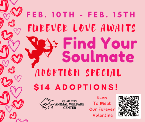 Quad City Animal Welfare's Furever Love Awaits Adoption Special This Week