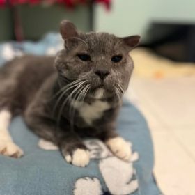 Today Is Adopt A Pet From A Shelter Day!